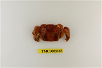 藏品(字紋弓蟹)的圖片